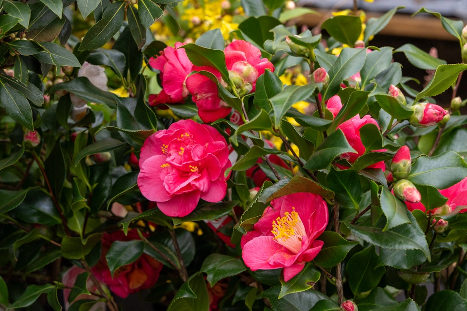 What are Evergreen Shrubs & How/When To Prune