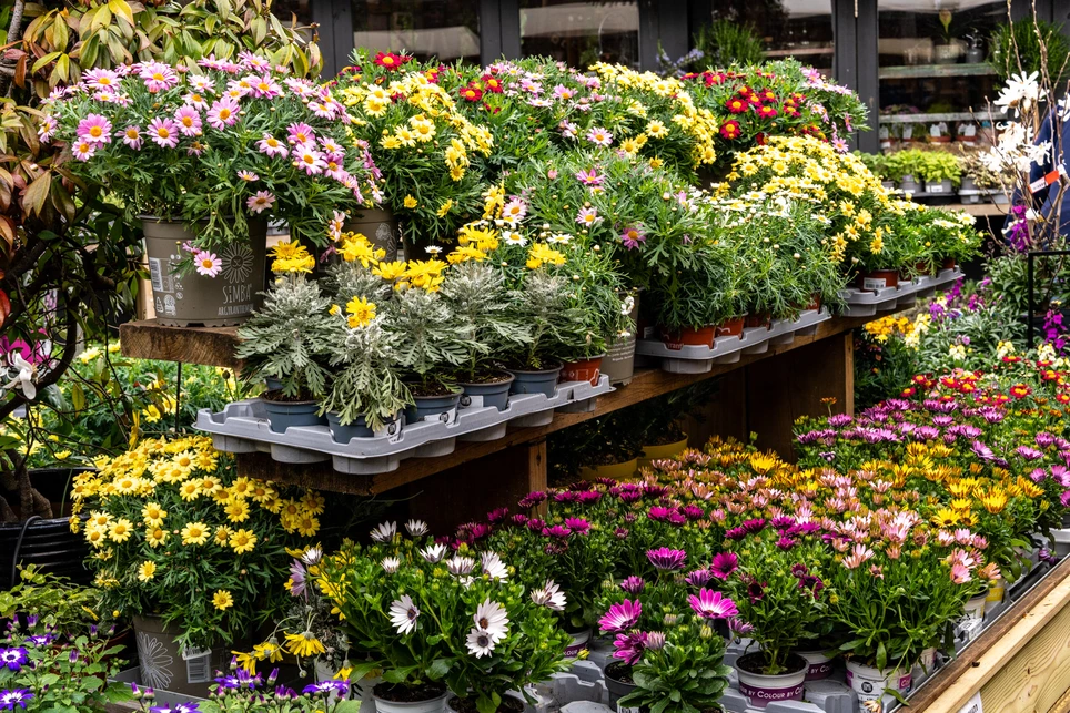 Tips For Planting Bedding Plants: What, Where, When
