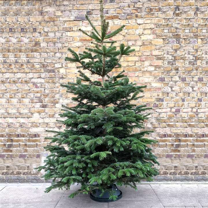 Christmas Trees The Boma Garden Centre
