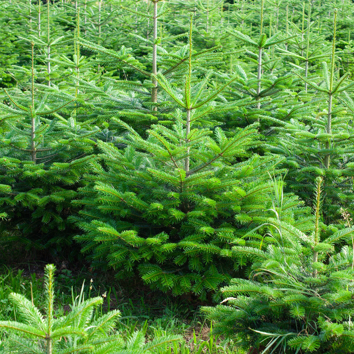 Nordmann Fir Real Christmas Trees available at Boma Garden Centre Kentish Town London