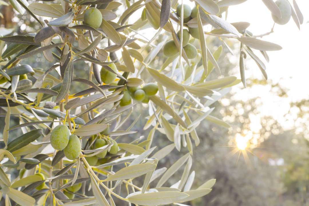 Olive trees at Boma Garden Centre Kentish Town London