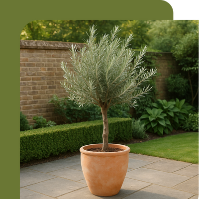 Olive Tree & Pot Offer