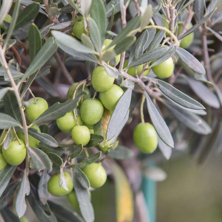 Olive Trees at Boma Garden Centre Kentish Town London