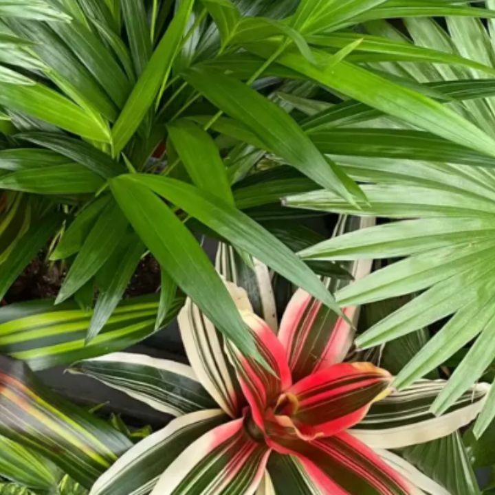 Tropical Plants