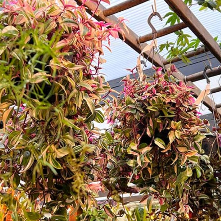 Hanging Plants