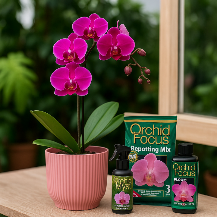 Orchid Special Offer at Boma Garden Centre, Kentish Town
