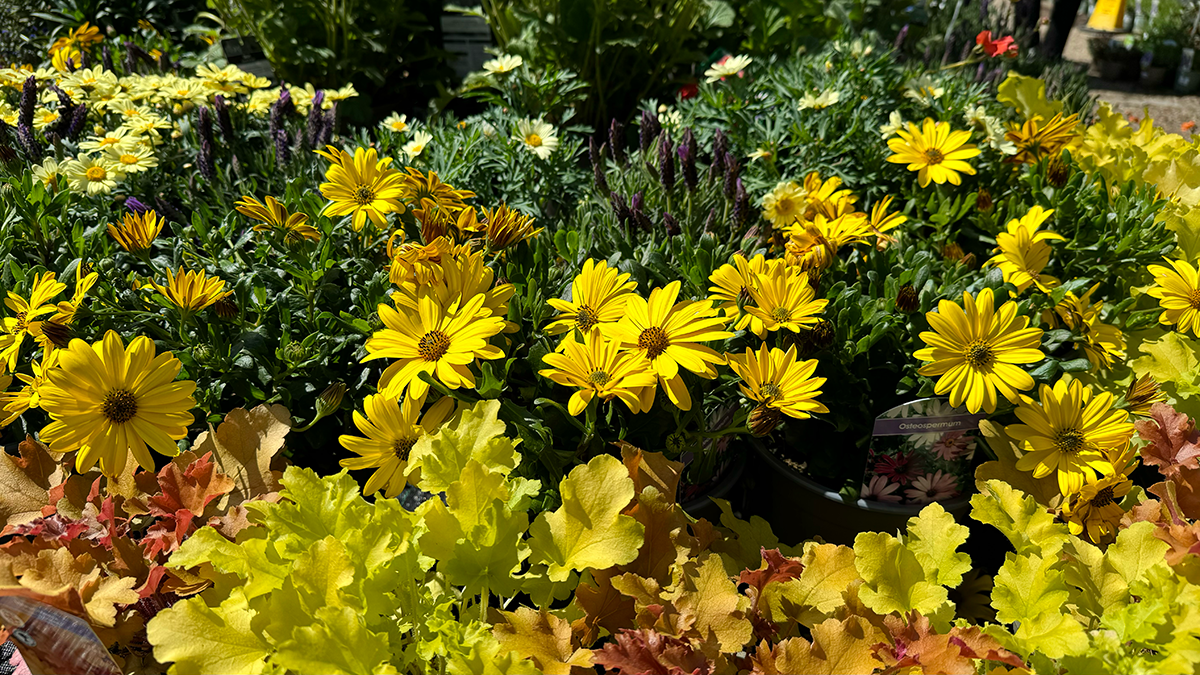 Osteospermum at Boma Garden Centre in Kentish Town London