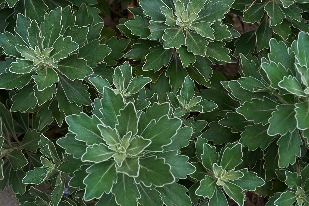 Potted Outdoor Plants Shop Outdoor Plants Online The Boma Garden Centre