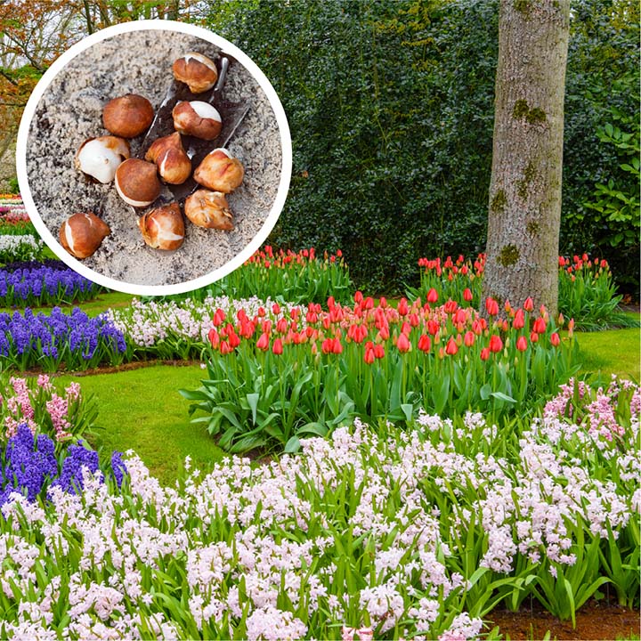 Order the best quality flower bulbs by Taylors from Boma garden centre. Ideal for a Spring garden and containers.