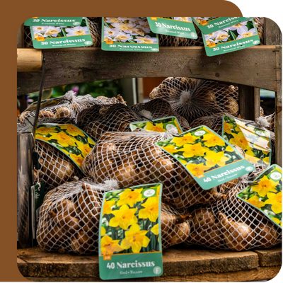 Special Offer – Summer Stars Dahlia Pre-pack Plant Bulbs at Boma Garden Centre, Kentish Town