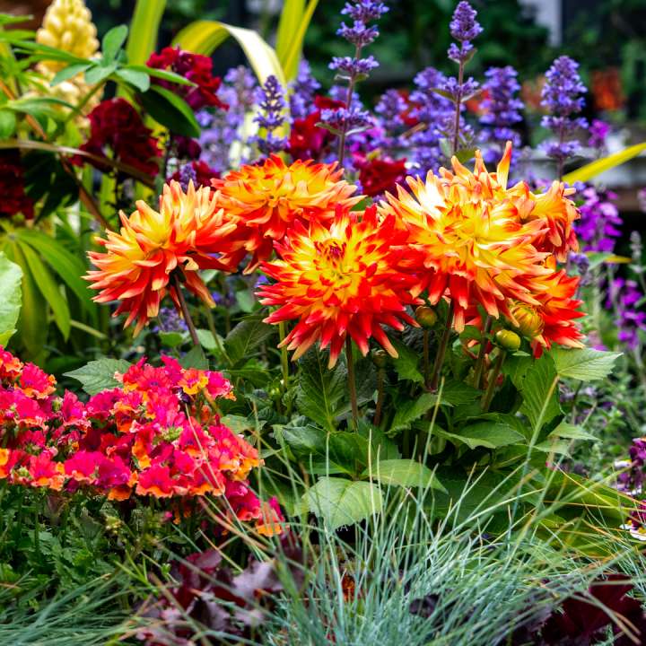 Perennials at Boma Garden Centre in Kentish Town
