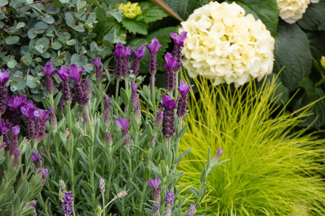 French Lavender at Boma Garden Centre Kentish Town London