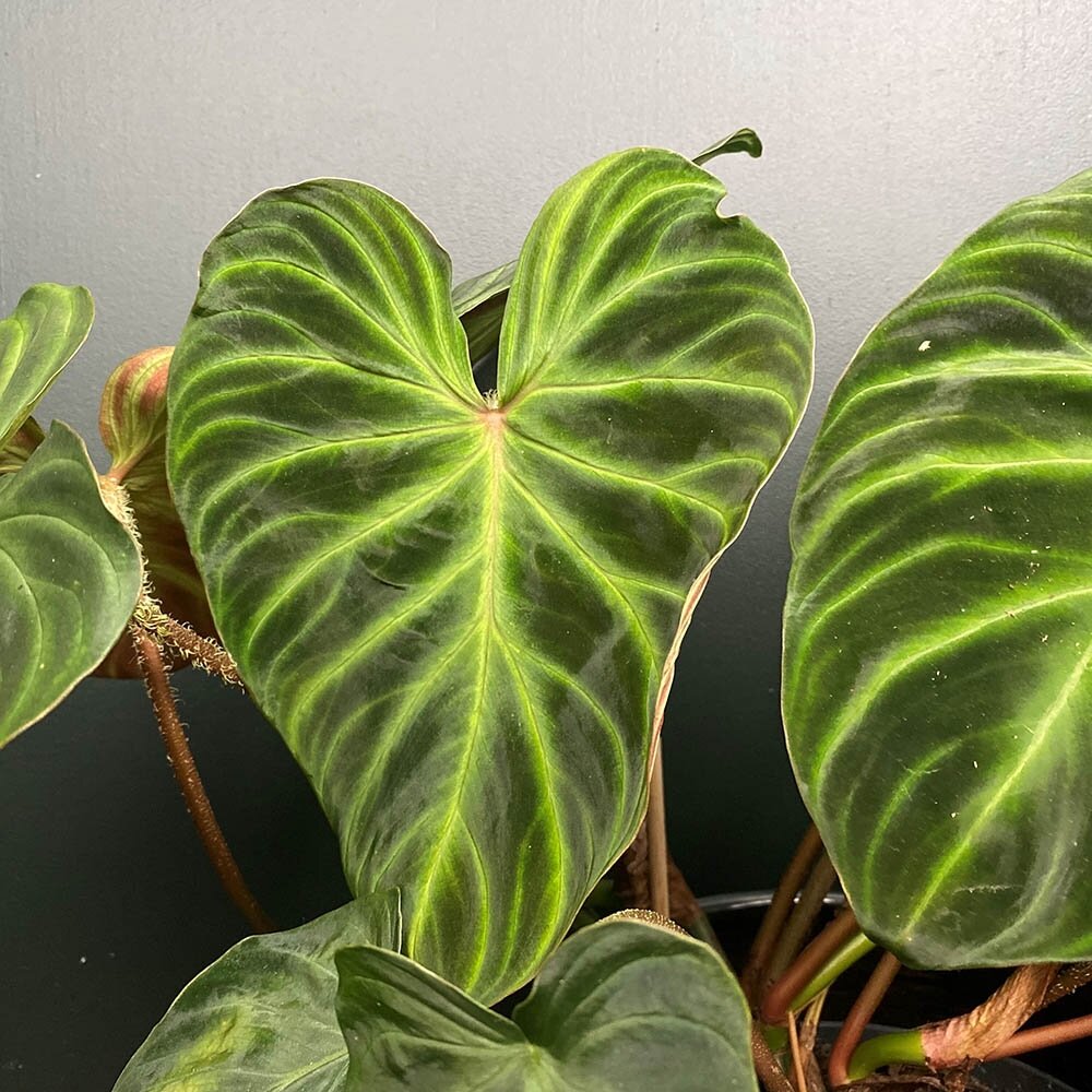 Philodendron at Boma Garden Centre Kentish Town London