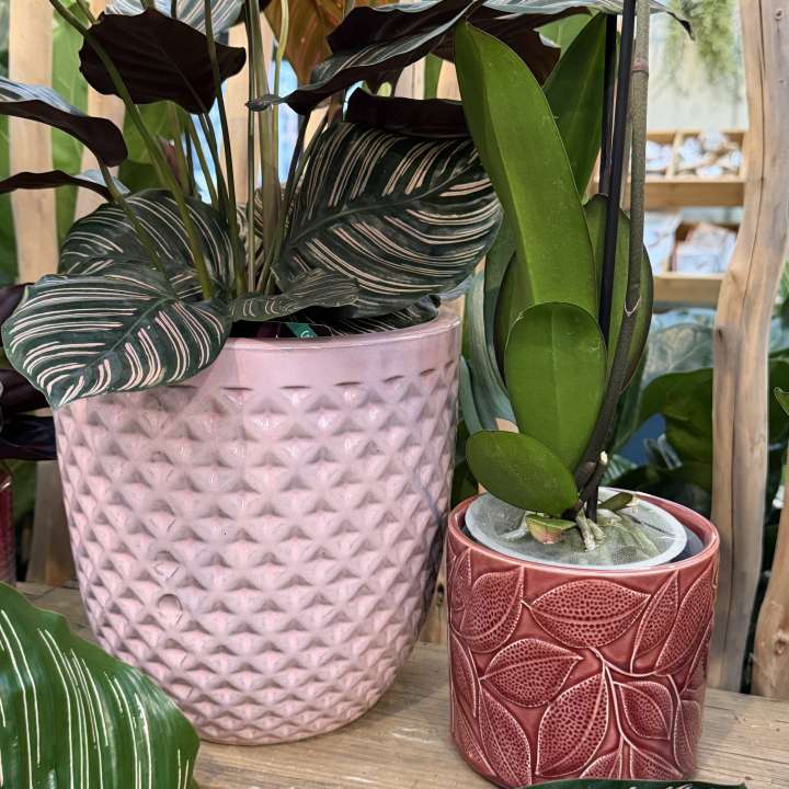 Indoor and outdoor plant pots at Boma Garden Centre in London