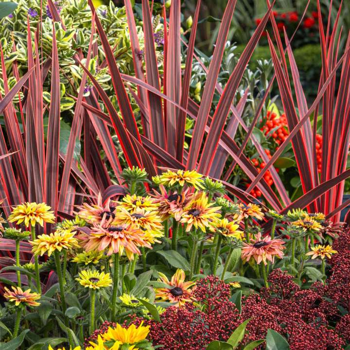 Autumn Radiance with Cordyline & Skimmia
