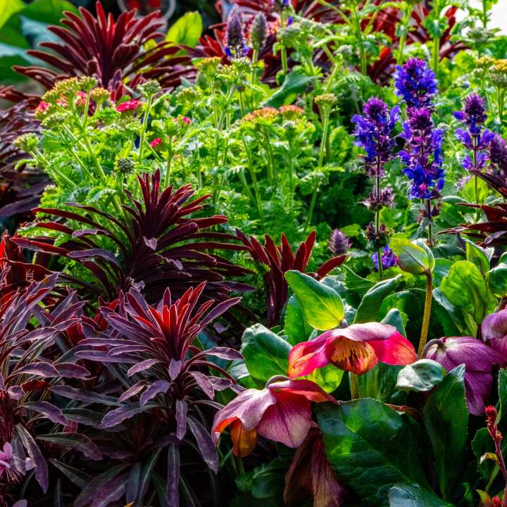 Bold Euphorbia, Salvia & Hellebores in Spring Colour