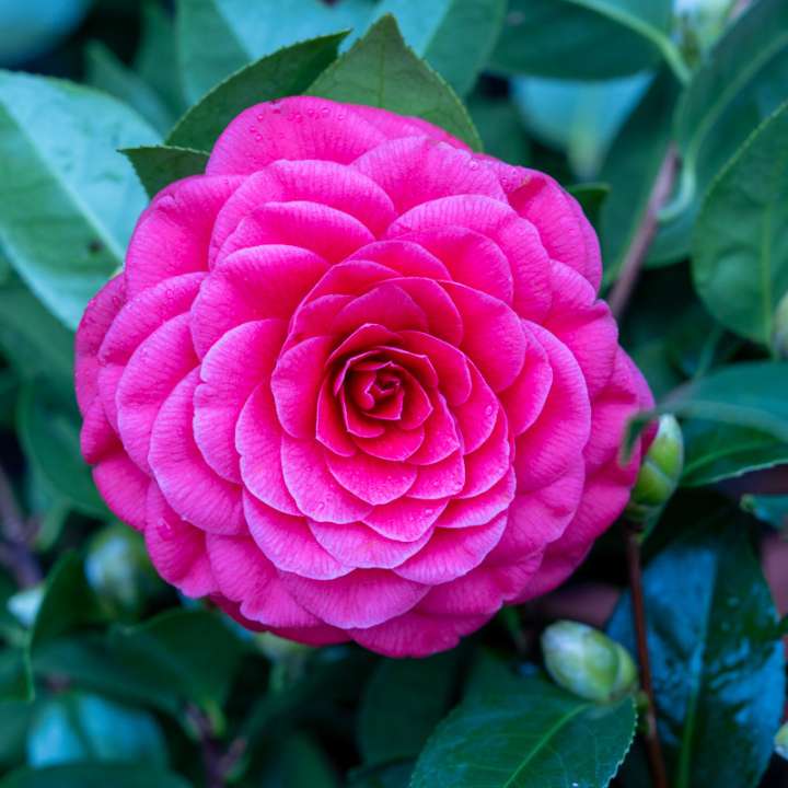 Camellia in Perfect Pink Bloom