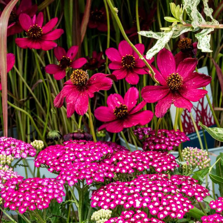 Chocolate Cosmos & Magenta Yarrow in Bloom