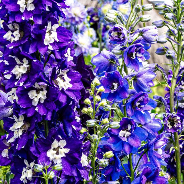 Delphinium Spires in Electric Blues & Purples