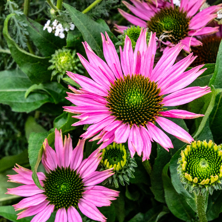 Echinacea Colour Burst