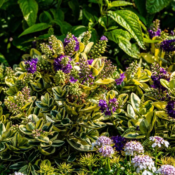 Hebe ‘Heart Breaker’ & Iberis in Bloom