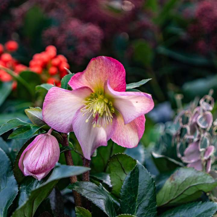 Hellebore Collection at Boma