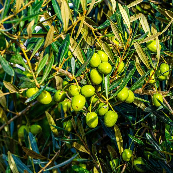 Fruit-Laden Olive Trees