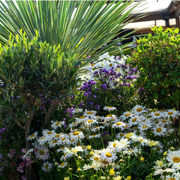 Phormium, Olive & Daisy Harmony