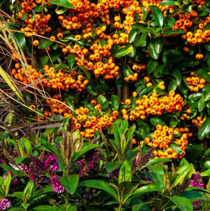 Pyracantha with Orange Berries & Phormium Pairing