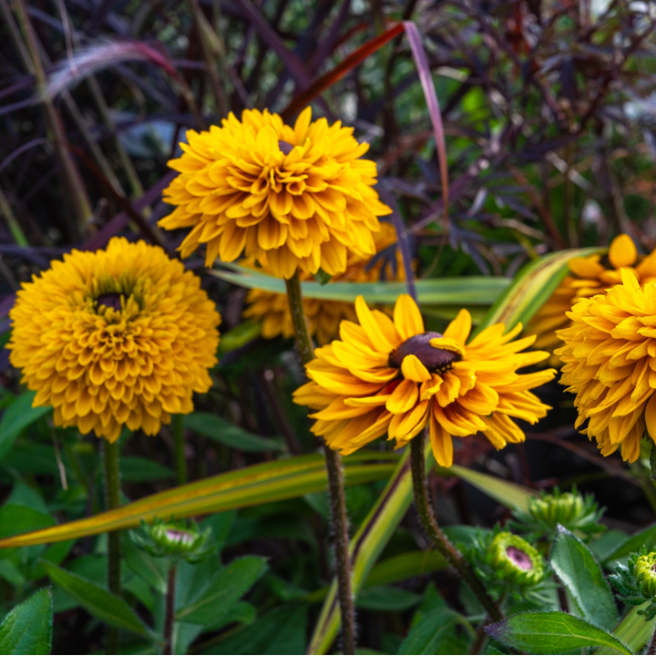 Rudbeckia Summer Daisy Display