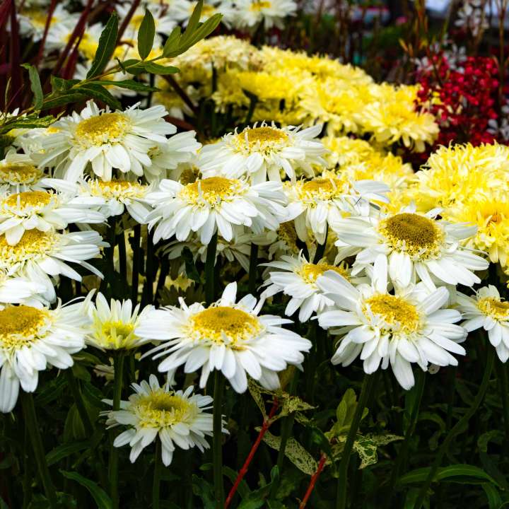 Shasta Daisies & Leucanthemum ‘Banana Cream’