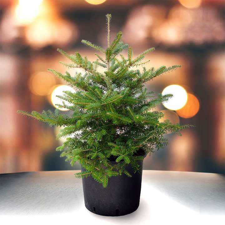 Pot Grown Nordmann Fir Christmas Tree at Boma Garden Centre Kentish Town London