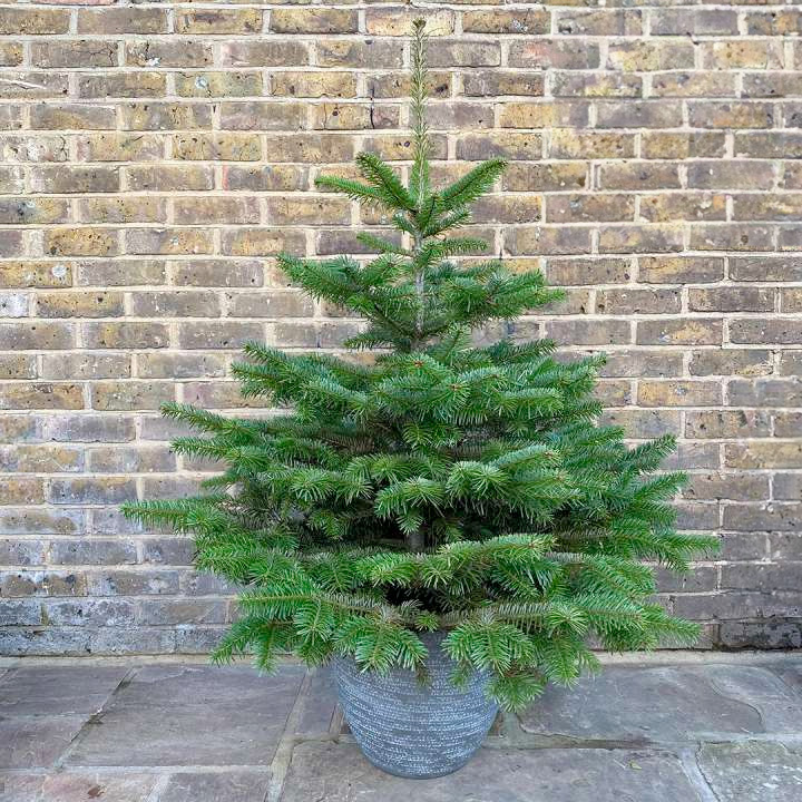 Pot Grown Christmas Tree 50% Off