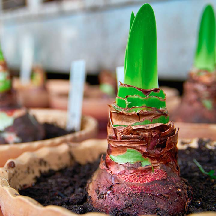 Bulbs & Seeds The Boma Garden Centre