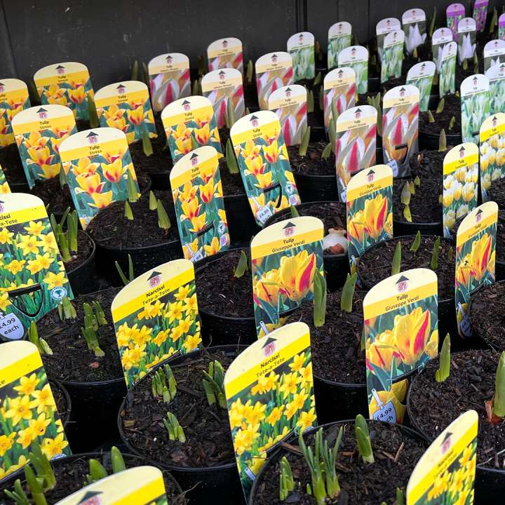 Potted Spring Bulbs at Boma Garden Centre Kentish Town London