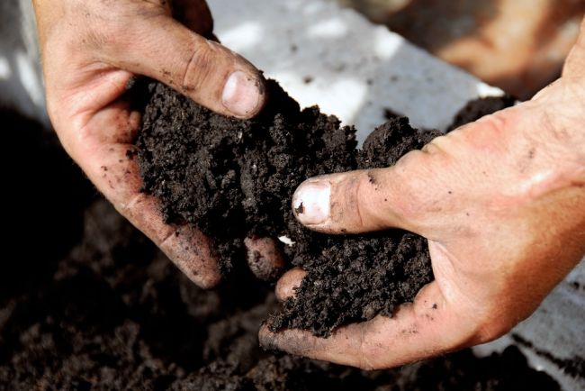 Horticultural aggregates