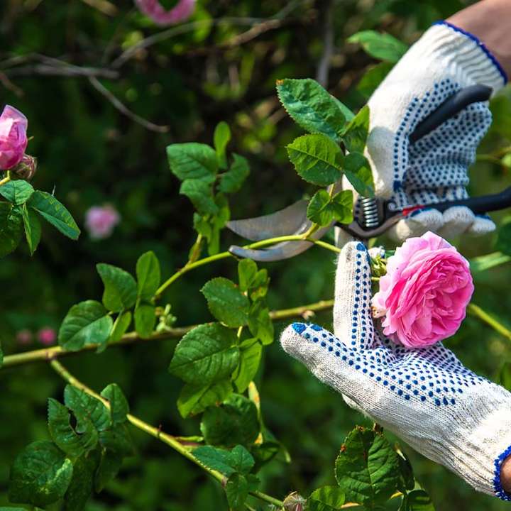 How to prune roses at The Boma