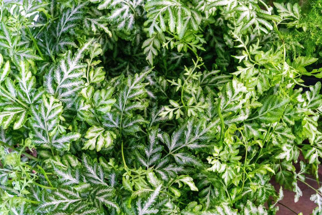 Pteris Fern at Boma Garden Centre in Kentish Town London