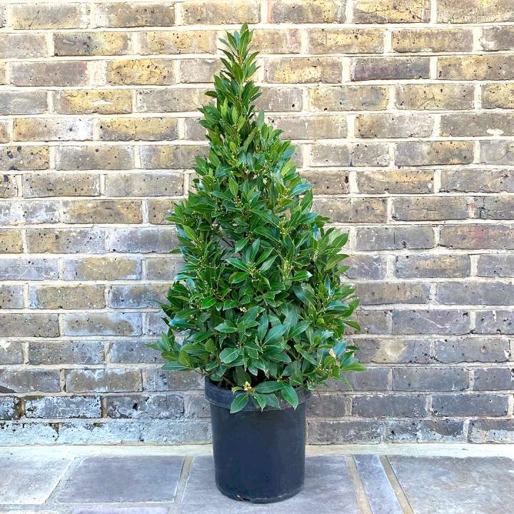 Pyramid Bay Trees - Laurus Nobilis at Boma Garden Centre Kentish Town London