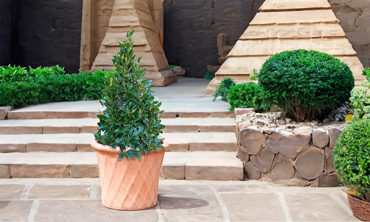 Laurus nobilis Bay Trees at Boma Garden Centre