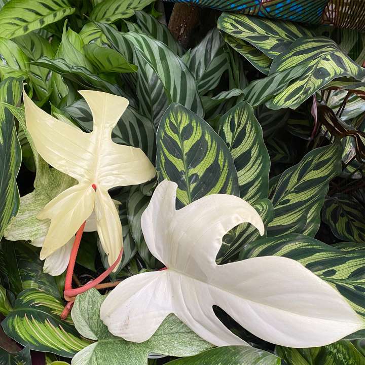 Rare plants at Boma Garden Centre London