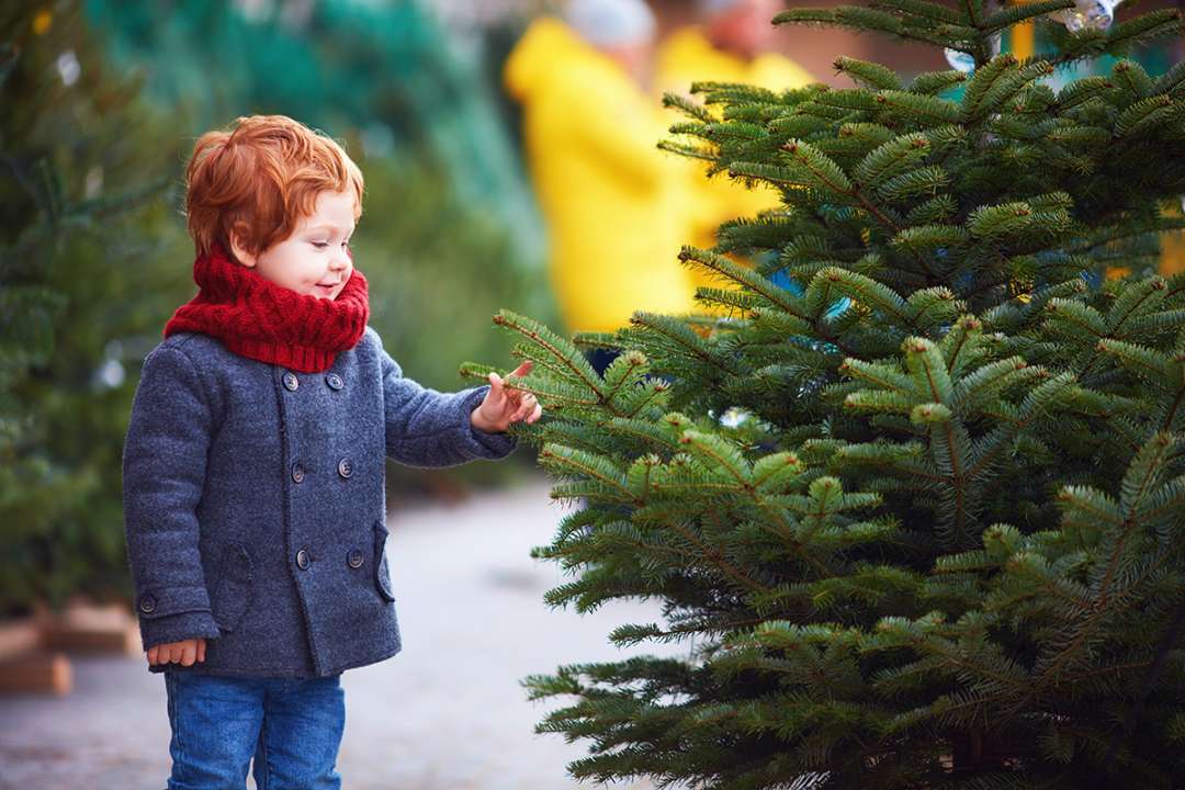 Real Christmas Trees at Boma Garden Centre Kentish Town London