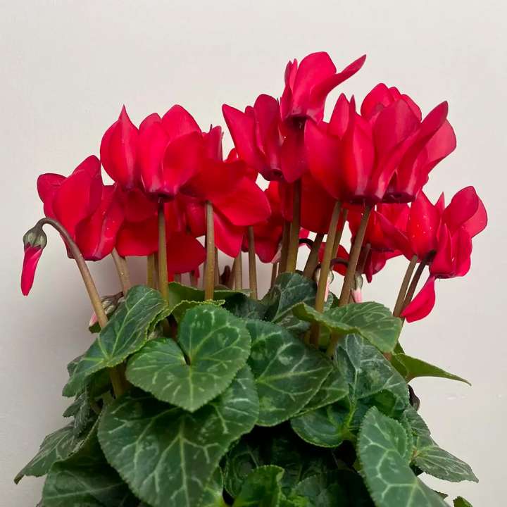 Red Cylcamen Christmas Plants available at Boma Garden Centre Kentish Town London