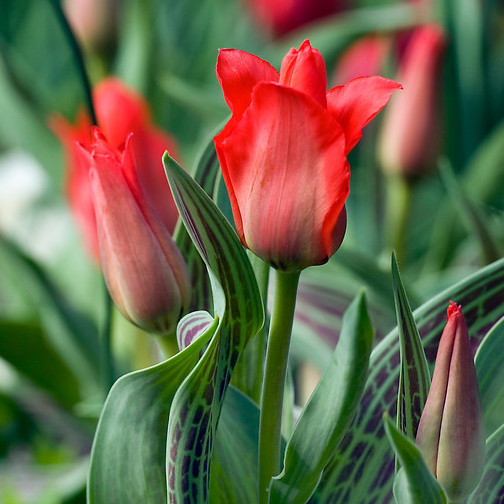 Tulip 'Red Riding Hood' bulbs at Boma Garden Centre London