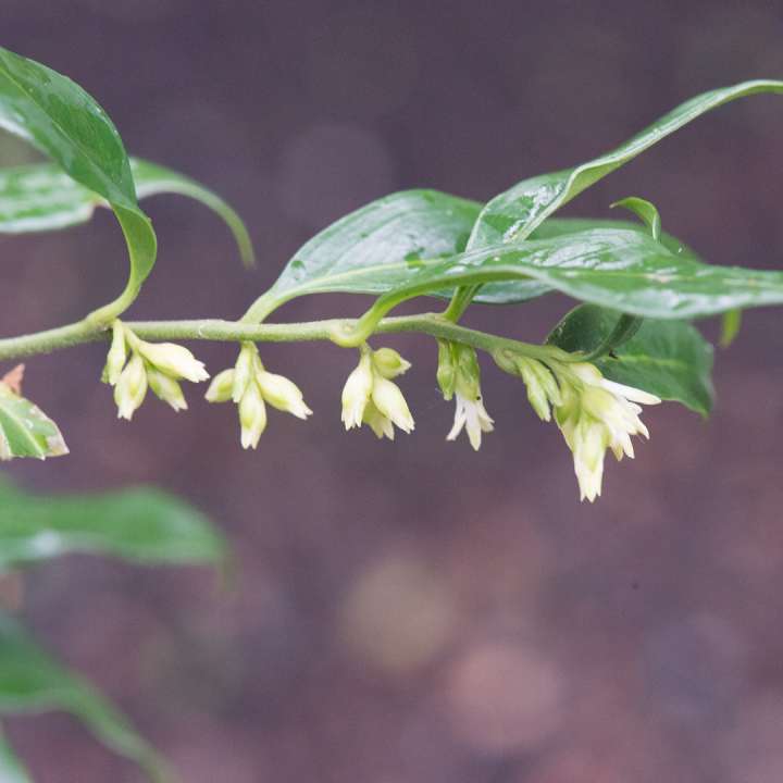 Christmas Box Sarcococca - Confusa at Boma Garden Centre Kentish Town London