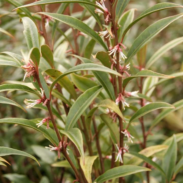 Christmas Box Sarcococca hookeriana 'Purple Stem' at Boma Garden Centre Kentish Town London