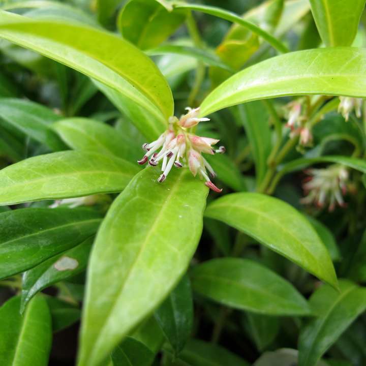 Christmas Box - Sarcococca hookeriana at Boma Garden Centre Kentish Town London