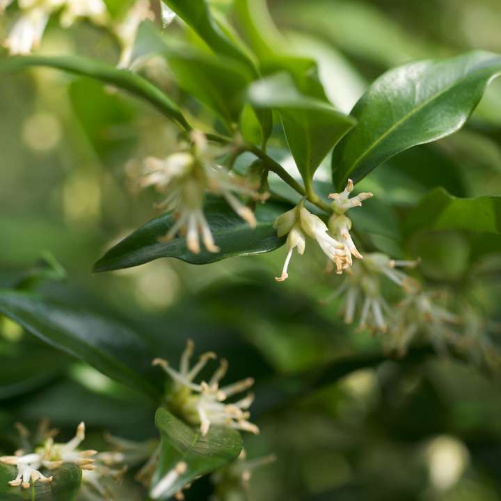 Christmas Box Sarcococca ruscifolia at Boma Garden Centre Kentish Town London