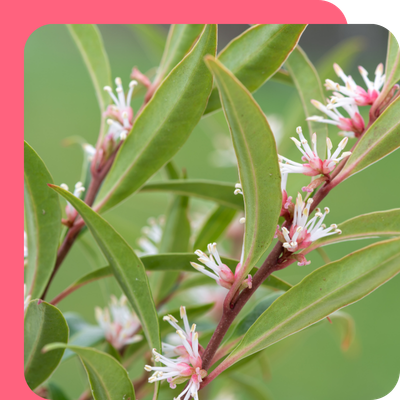 Sarcococca Special Offer