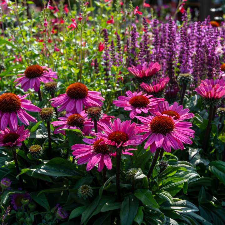 Perennials at Boma Garden Centre in Kentish Town